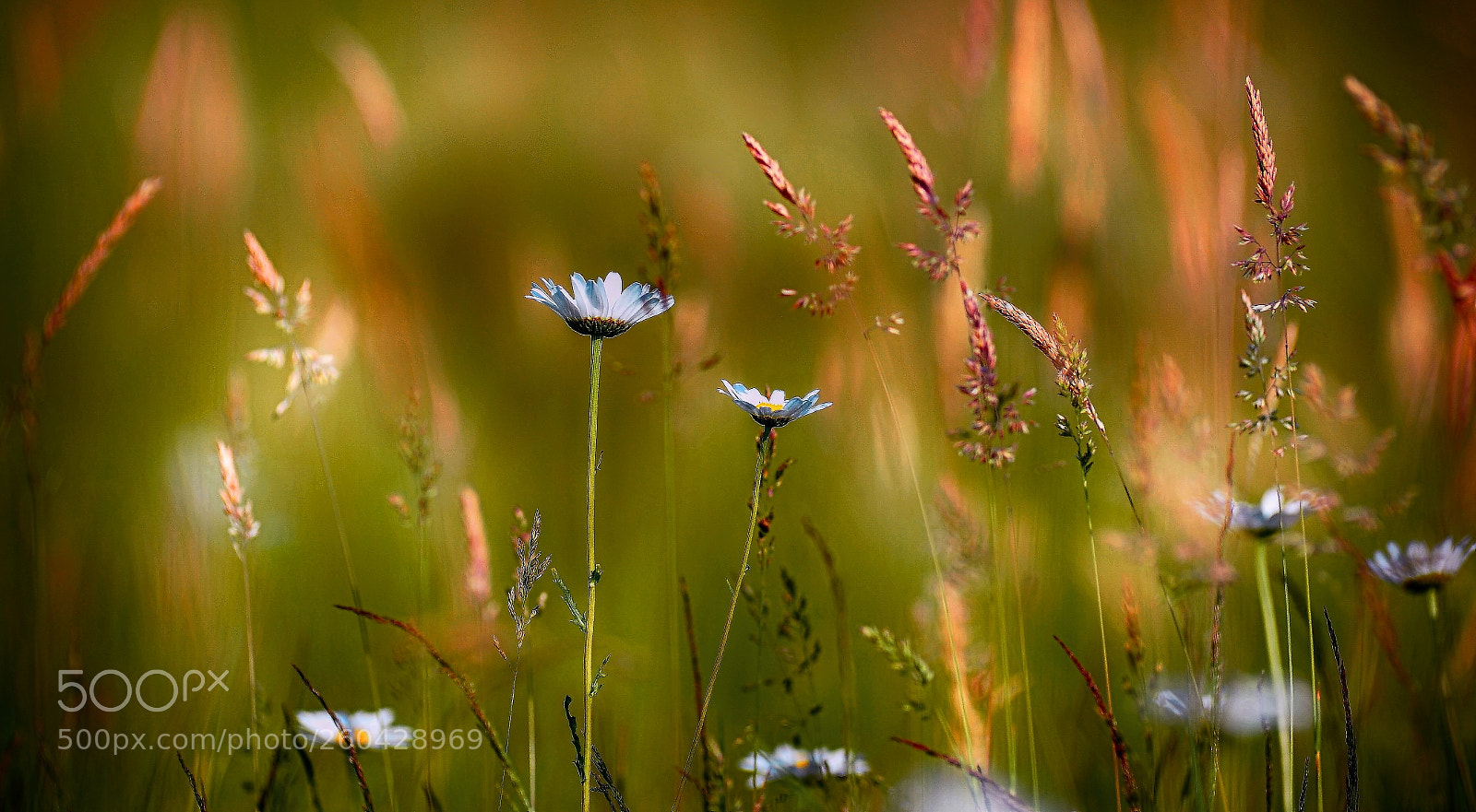 Nikon D700 sample photo. In the meadow photography
