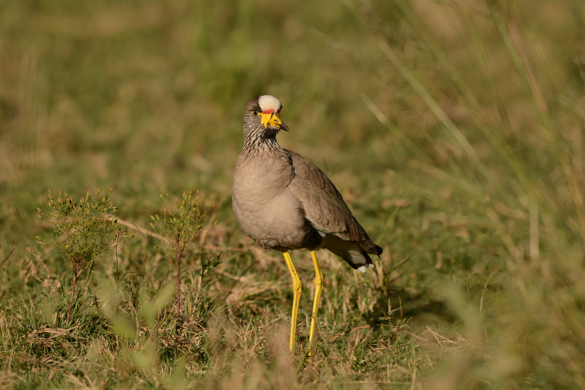 Nikon D7100 + Nikon AF-S Nikkor 200-500mm F5.6E ED VR sample photo. African wattled lapwing (plover) photography