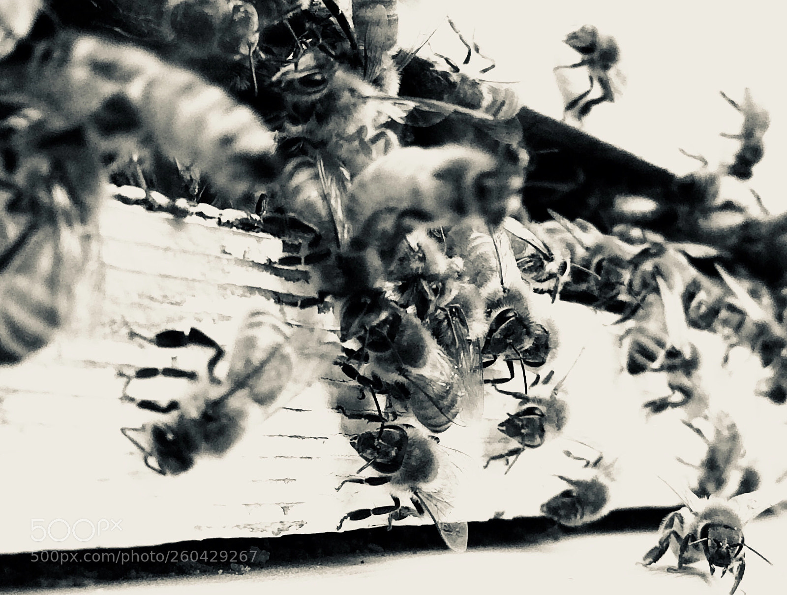 Apple iPhone 5s sample photo. Action bees photography