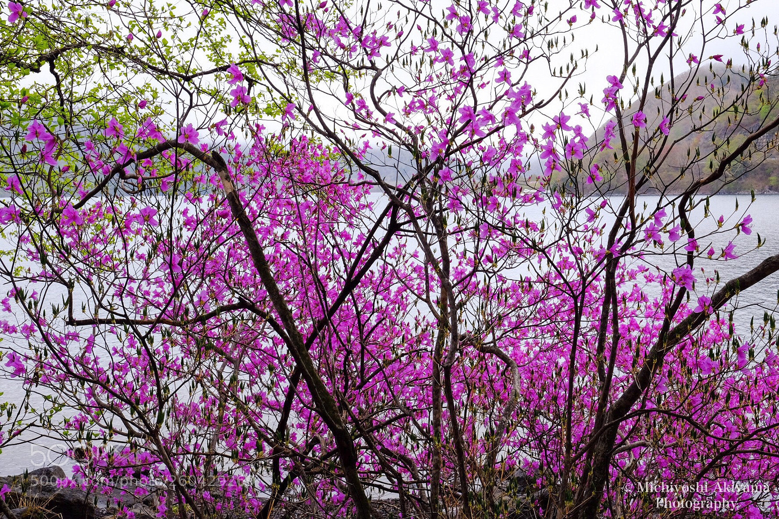 Fujifilm X-T1 sample photo. Azaleas blooming in lake. photography