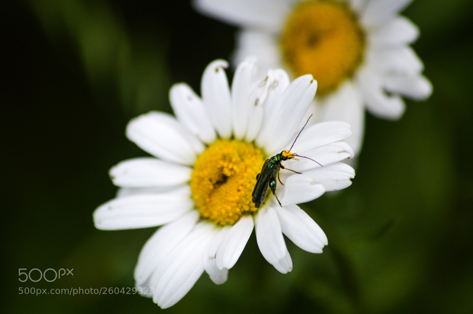 Nikon D3200 sample photo. Male fat legged flower photography