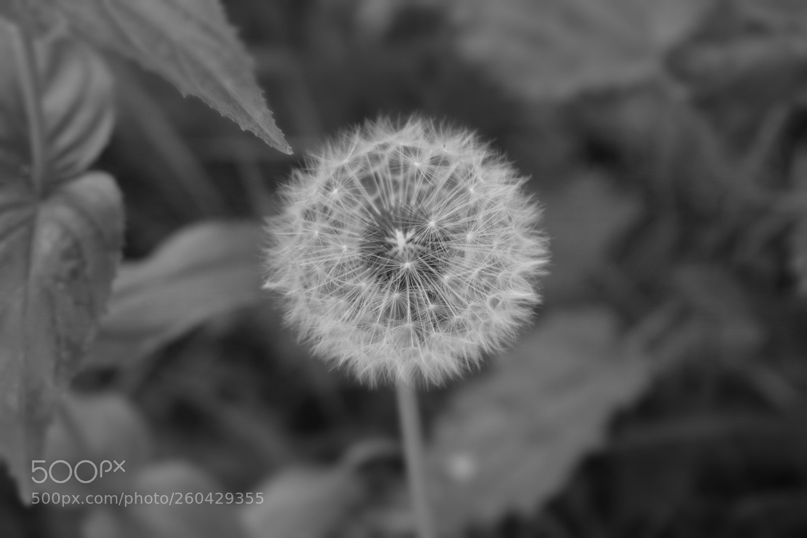 Nikon D5300 sample photo. Black and white photography