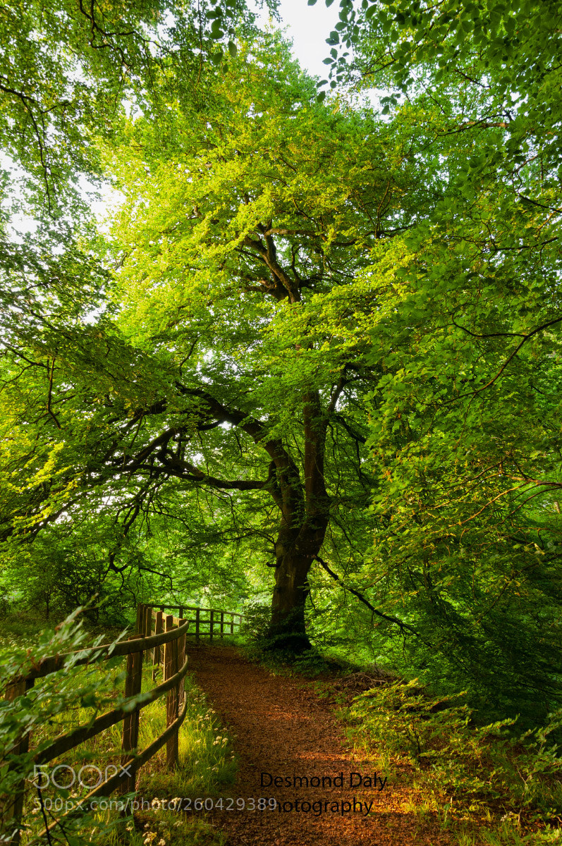 Nikon D300 sample photo. Green beech tree photography