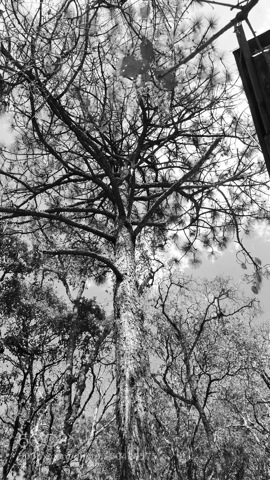 Nikon Coolpix P600 sample photo. Tree of life photography