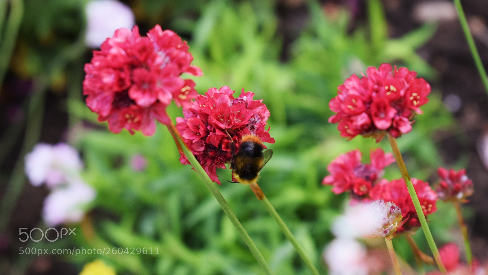 Nikon D5300 sample photo. Sea daisy photography