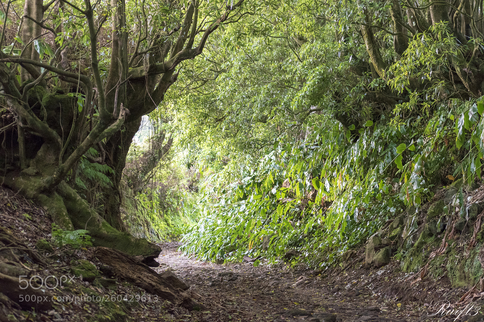 Nikon D5600 sample photo. Green tunnel photography