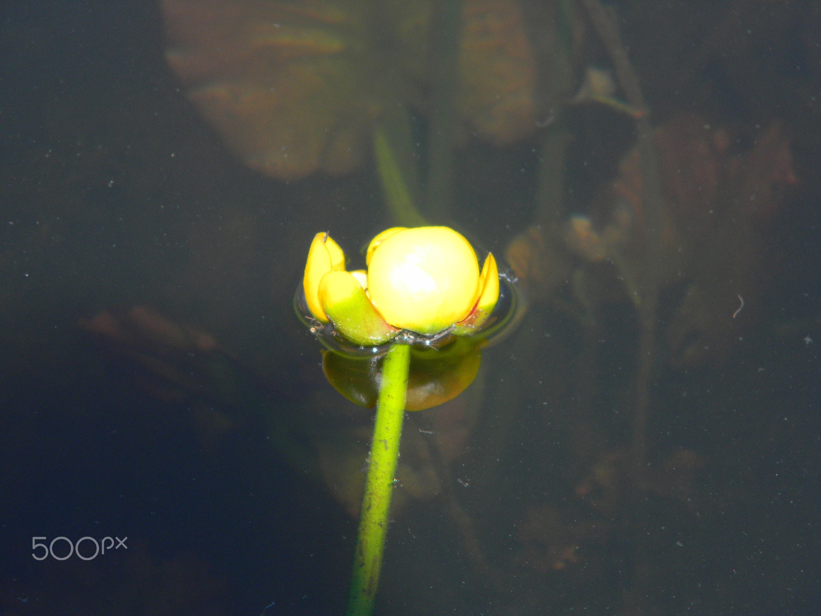 Nikon Coolpix L110 sample photo. Lily pad blossom photography