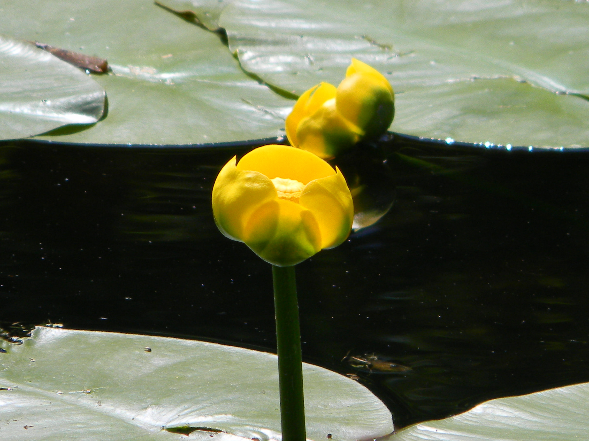 Nikon Coolpix L110 sample photo. Water lily photography
