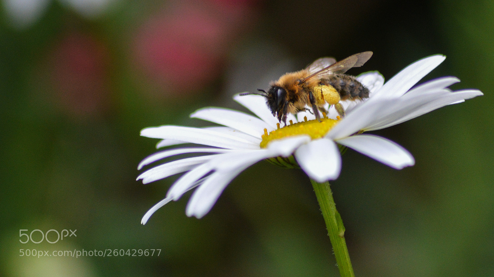 Nikon D3200 sample photo. Honey bee on ox photography