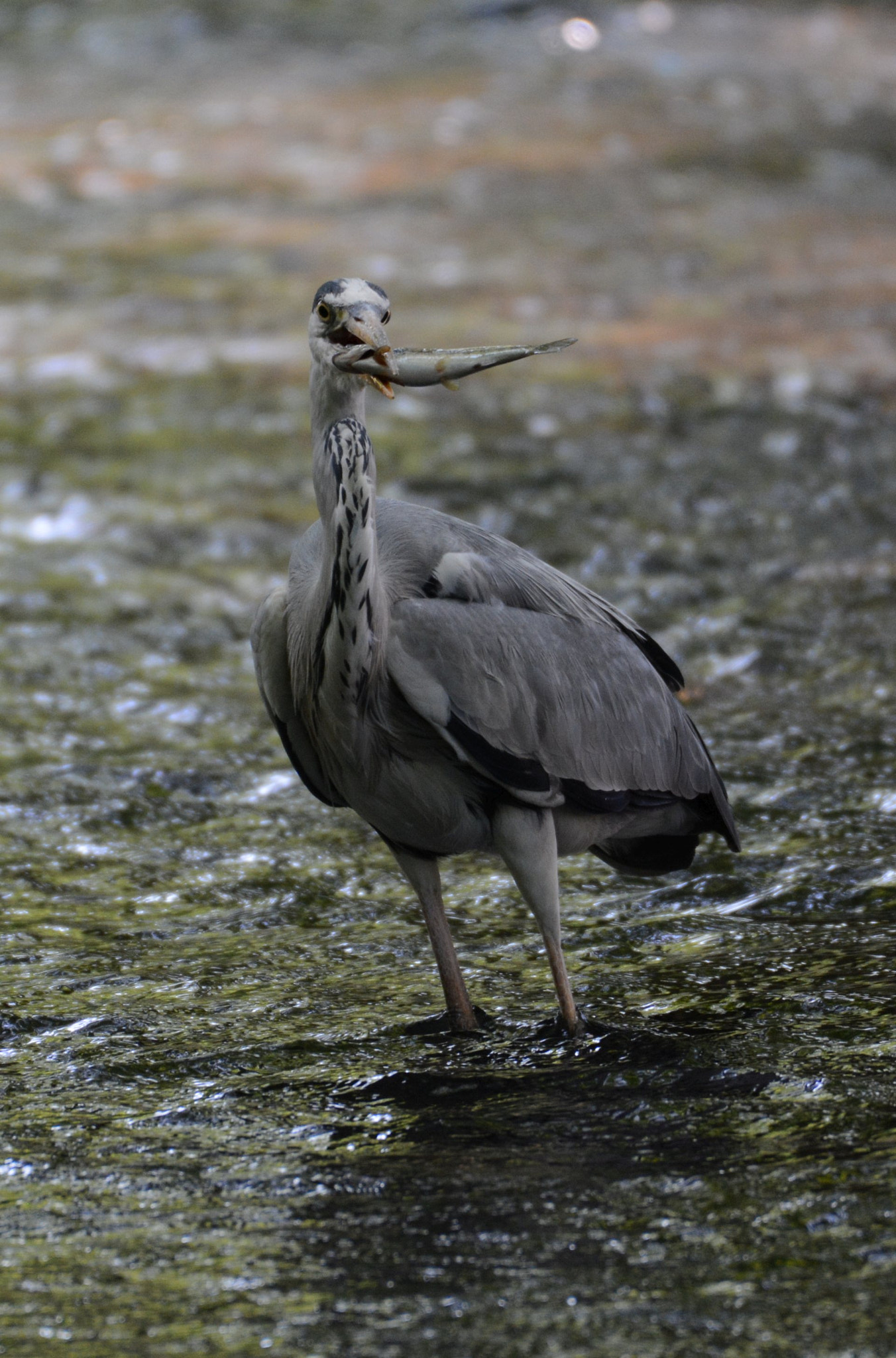 Nikon D7100 + Nikon AF-S Nikkor 200-500mm F5.6E ED VR sample photo. Dsc photography