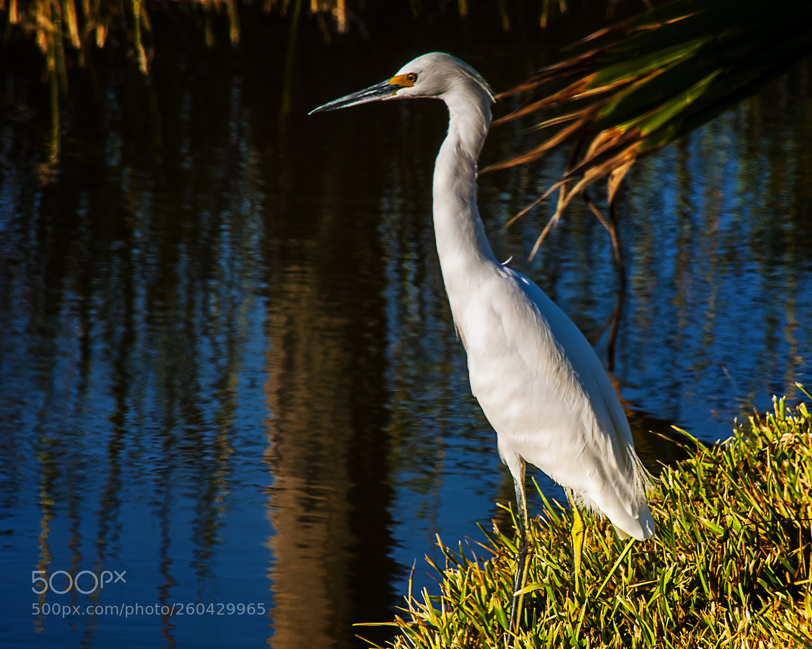 Nikon D300 sample photo. Egret photography