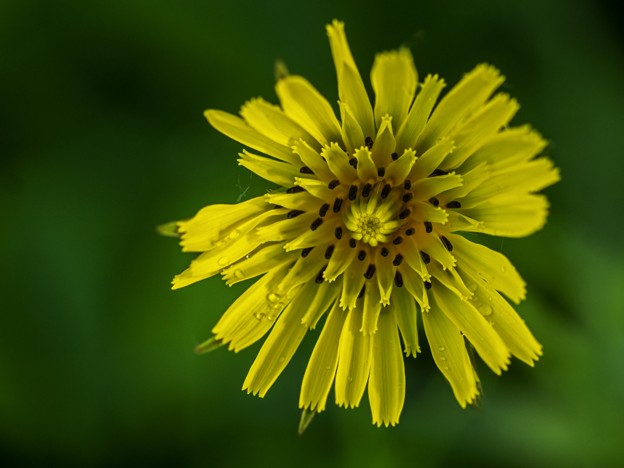 Sony SLT-A65 (SLT-A65V) sample photo. Meadow goatbeard photography