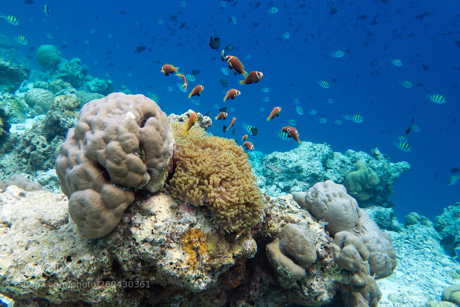 Sony Cyber-shot DSC-RX100 II sample photo. Maldive anemonefish photography