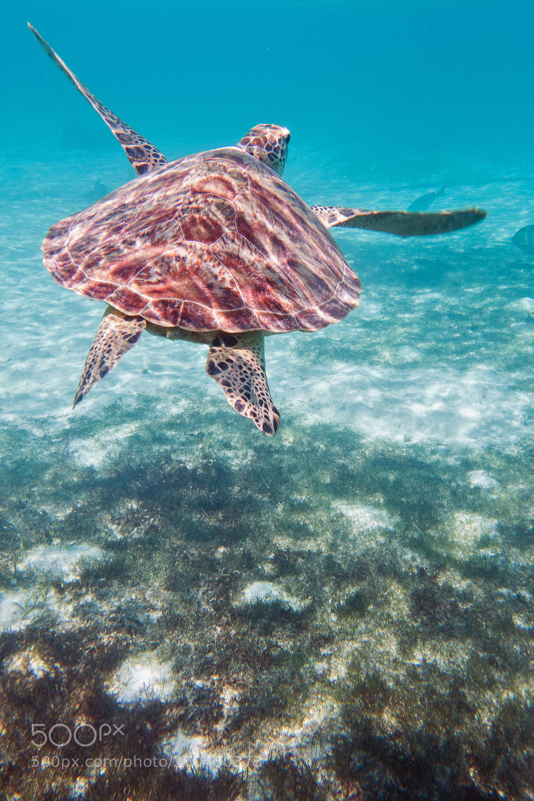 Sony Cyber-shot DSC-RX100 II sample photo. Turtle on the run photography