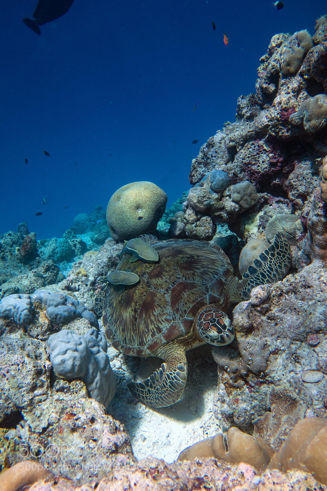 Sony Cyber-shot DSC-RX100 II sample photo. Napping turtle photography
