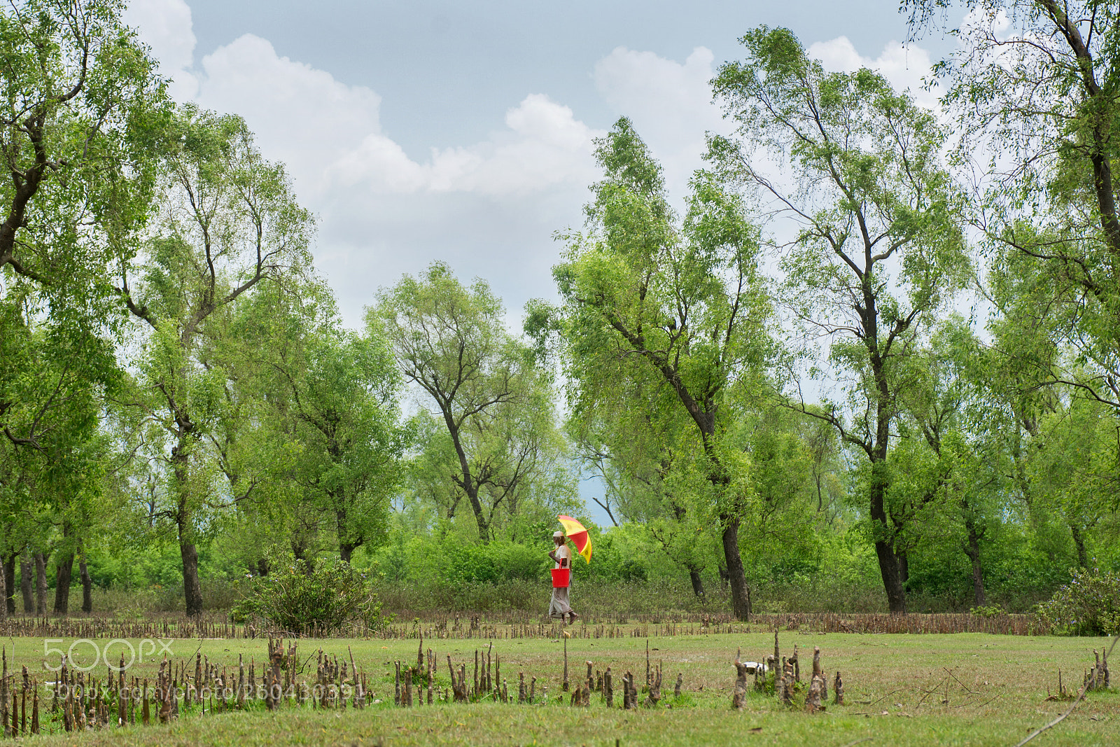 Nikon D7100 sample photo. Red in green photography