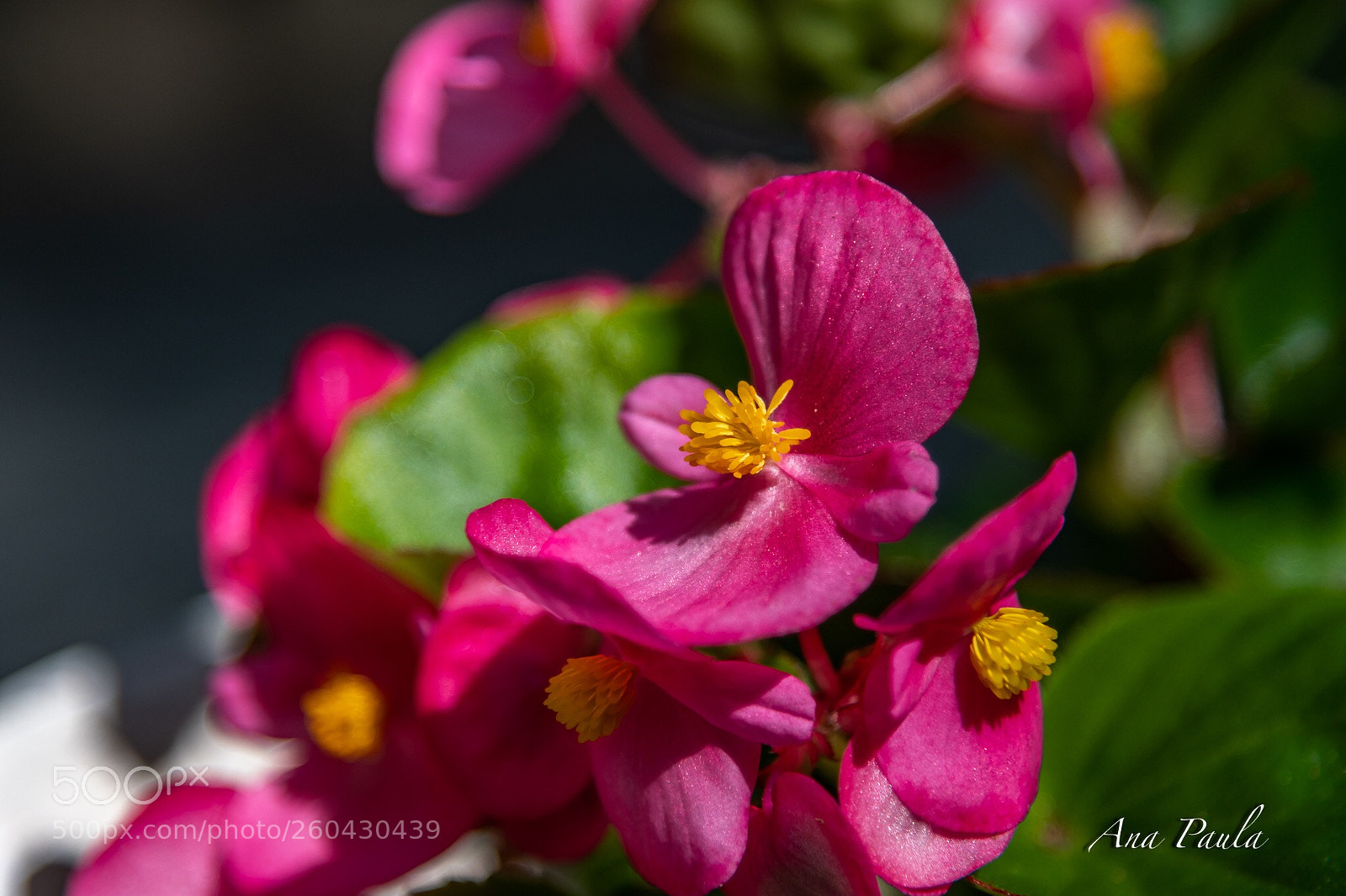 Nikon D500 sample photo. Begonia  photography