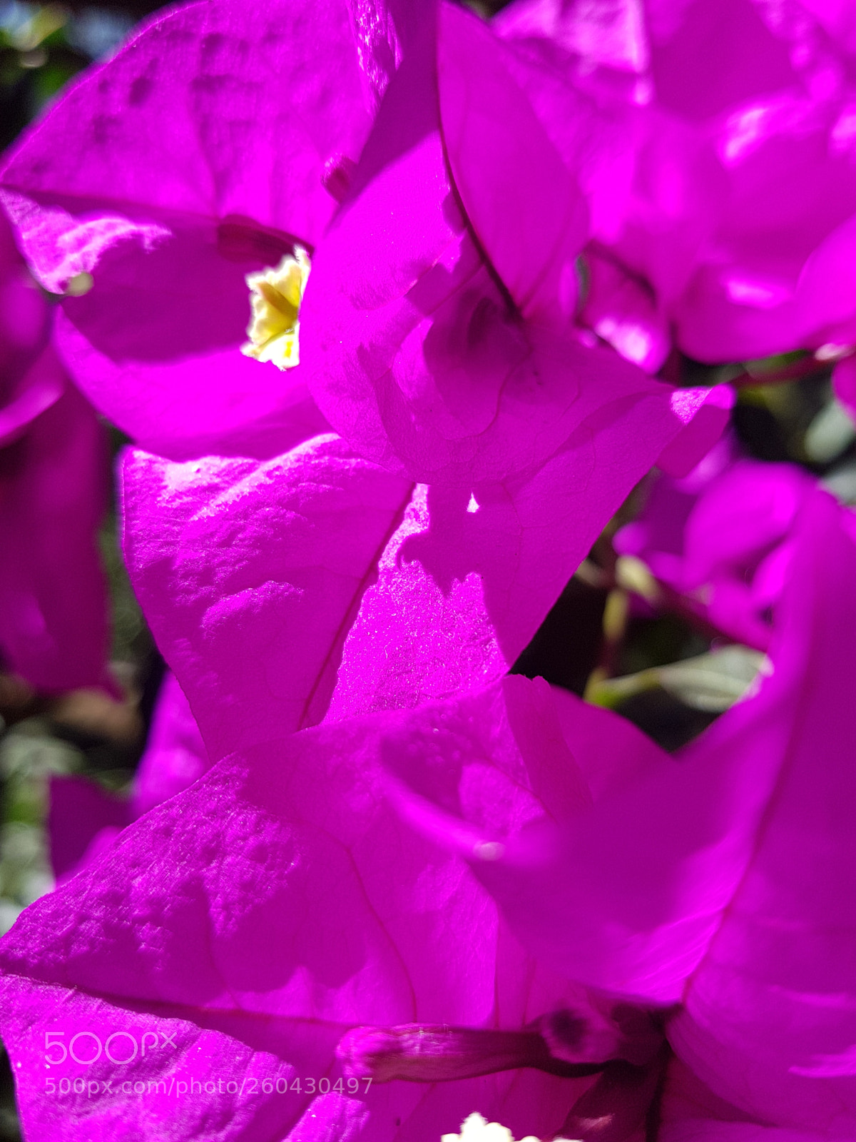 Samsung Galaxy S8+ sample photo. Sexy photography
