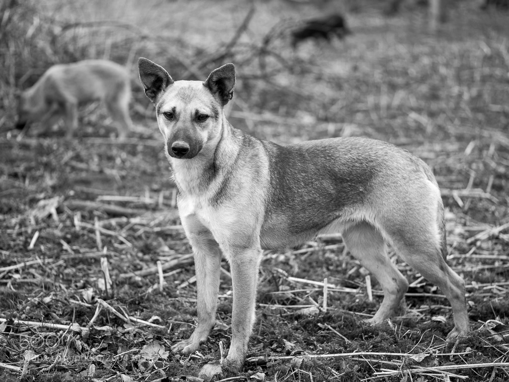 Fujifilm X-E2 sample photo. Dogs photography