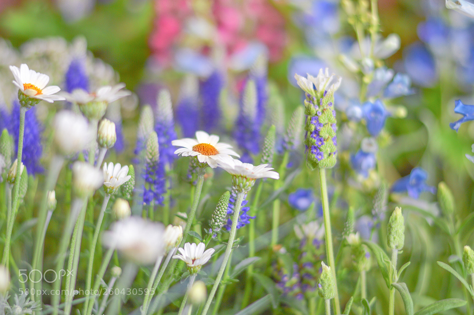Nikon D3200 sample photo. Flower garden photography