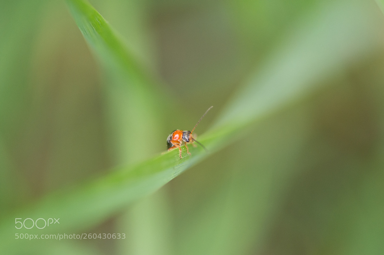 Nikon D7200 sample photo. Bug life photography