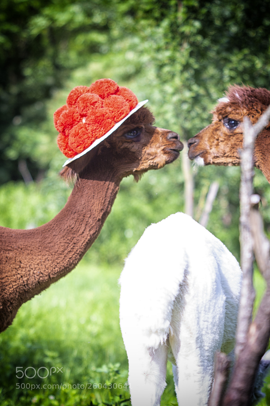 Canon EOS 700D (EOS Rebel T5i / EOS Kiss X7i) sample photo. Black forest alpaca photography