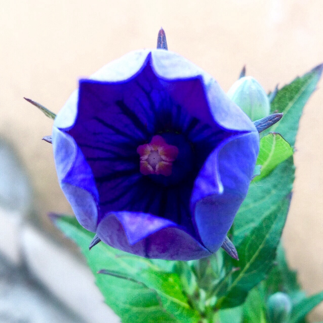 Apple iPad sample photo. Blue flower photography
