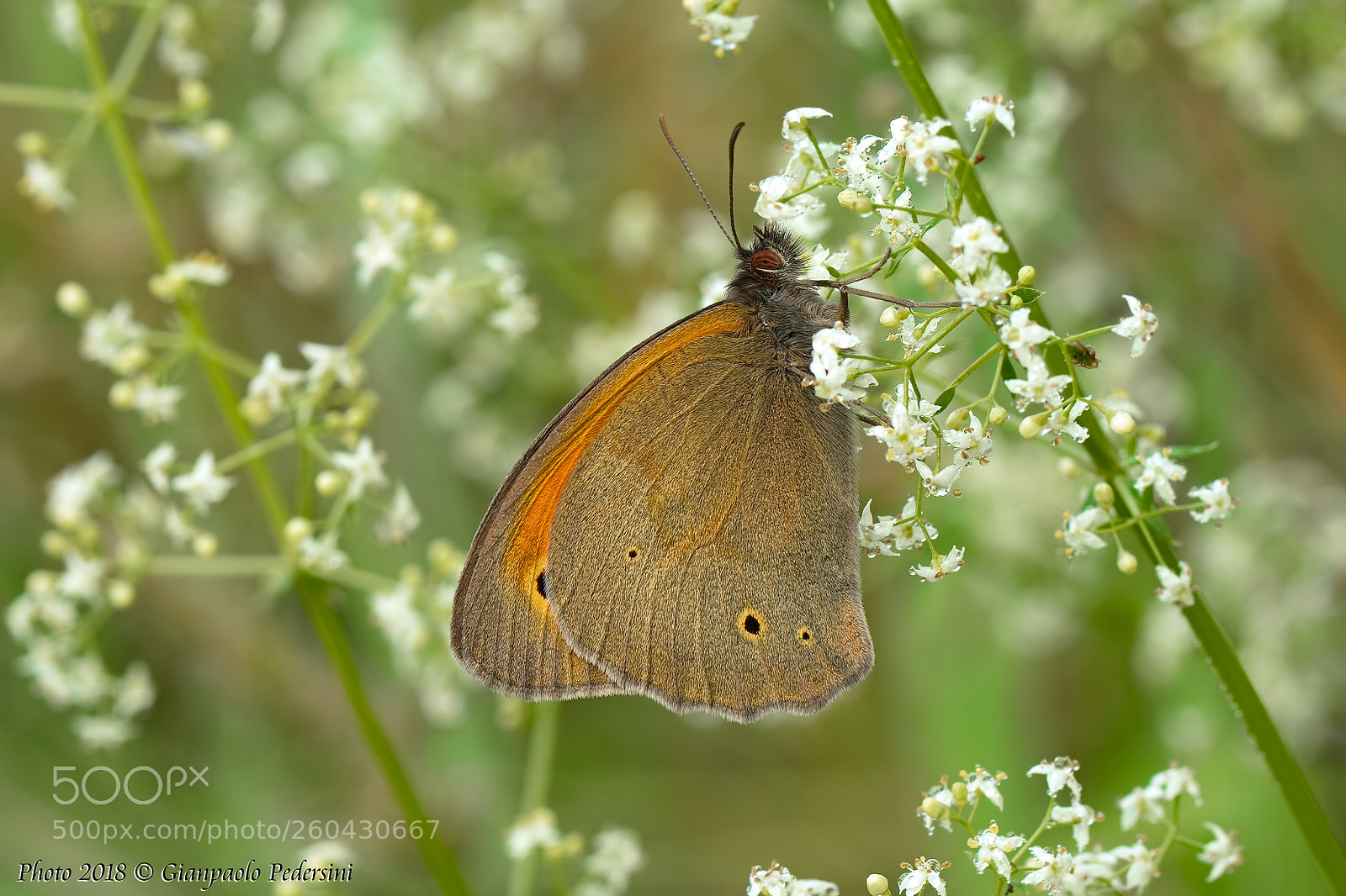 Canon EOS 7D Mark II sample photo. Il risveglio photography