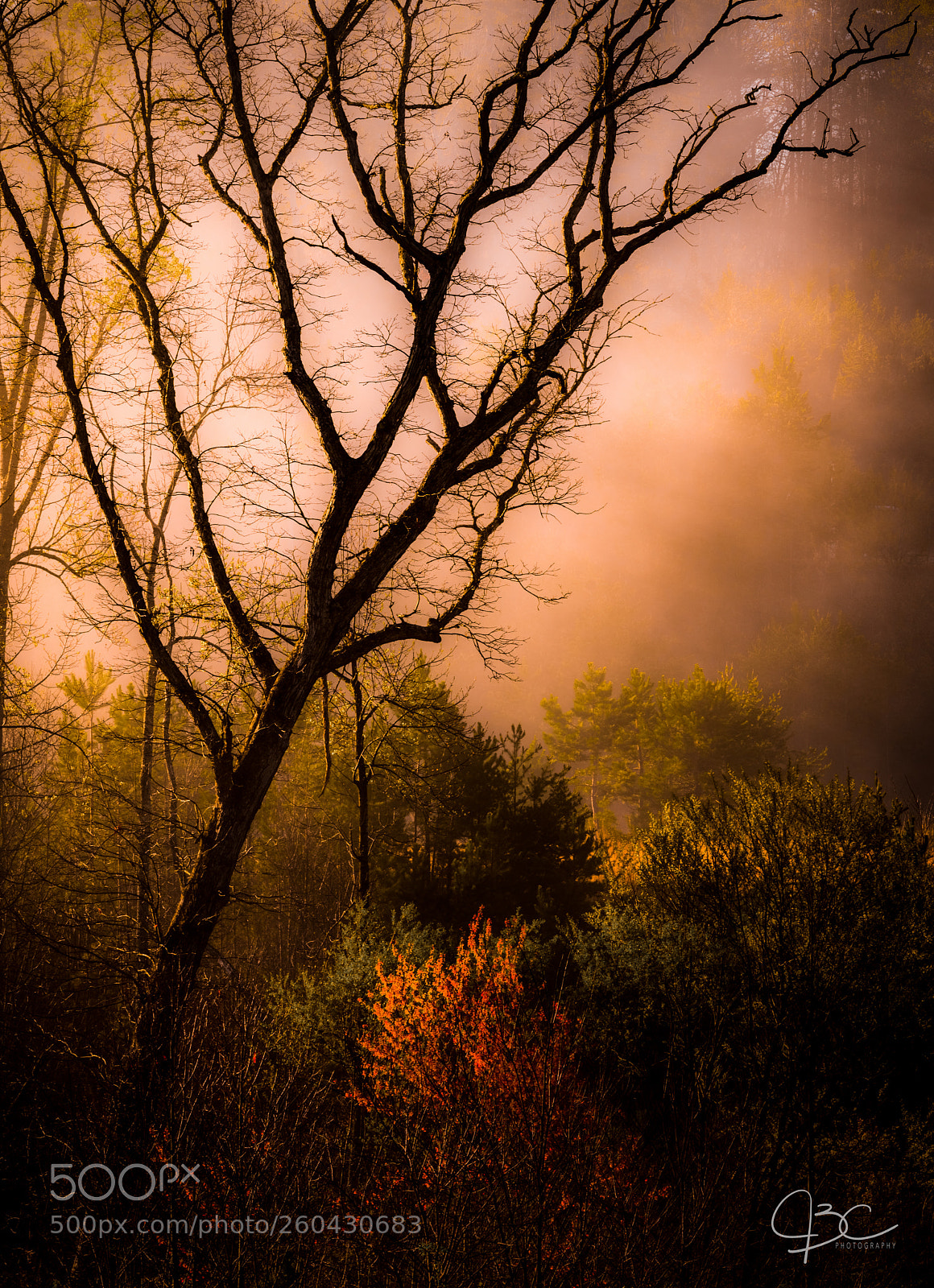 Nikon D800 sample photo. Burning bush photography