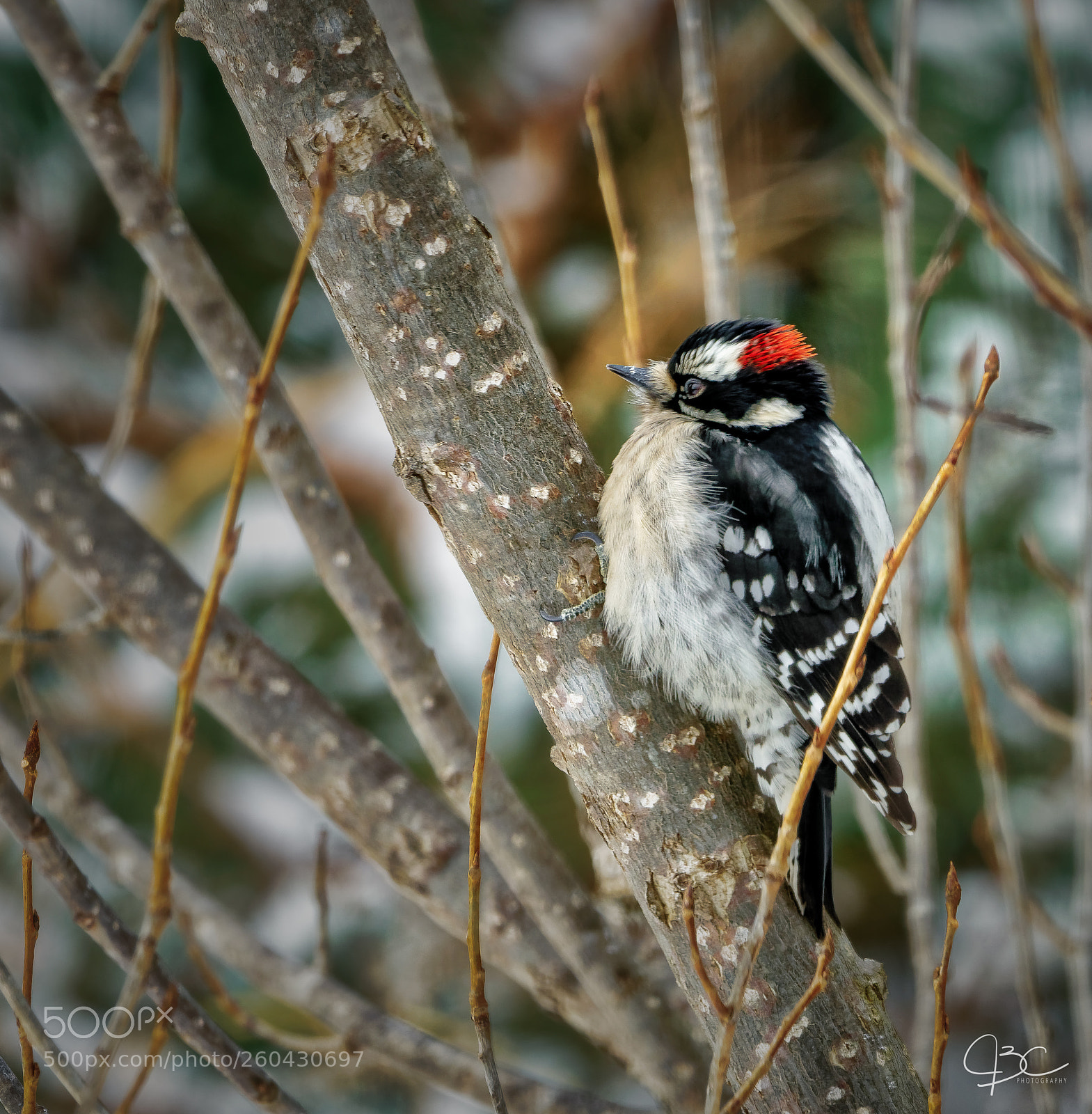 Sony a7R II sample photo. Downy woodpecker photography