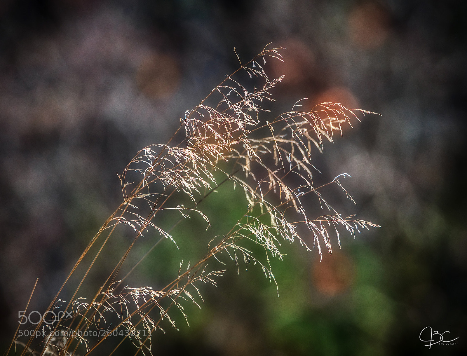 Sony a7R II sample photo. Wild grass photography