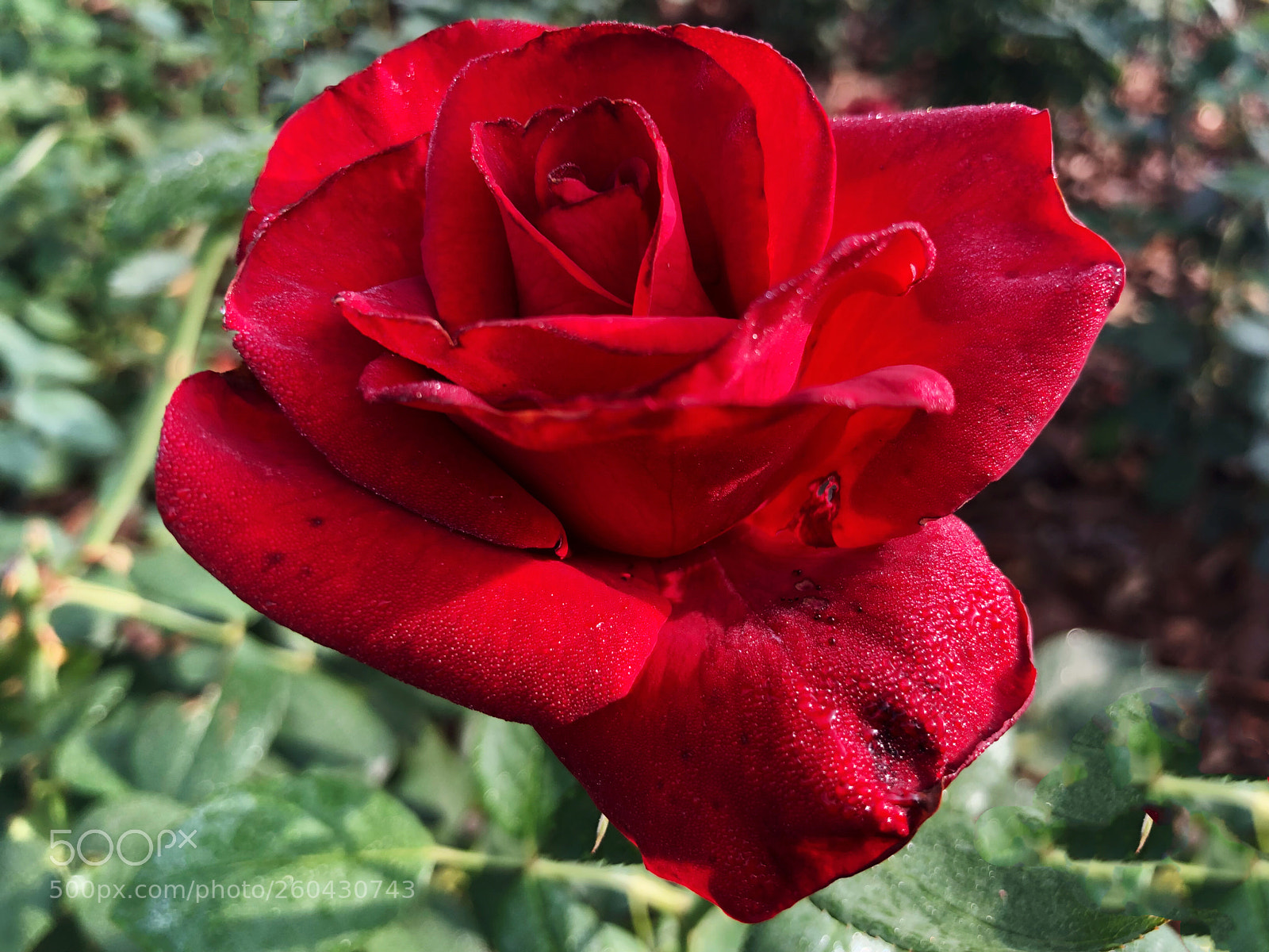 Apple iPhone X sample photo. Untitled photography
