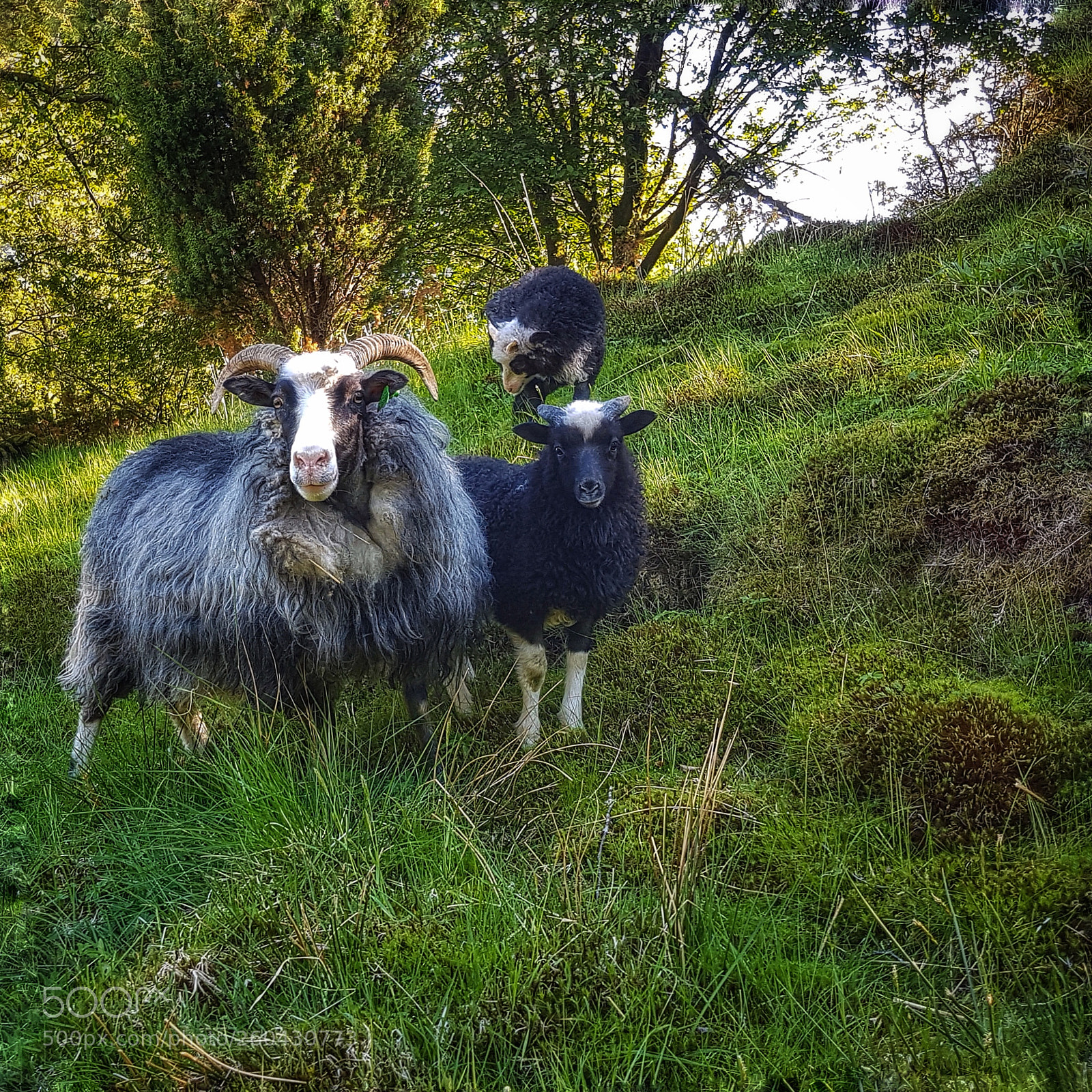 Samsung Galaxy S7 sample photo. Sheep photography