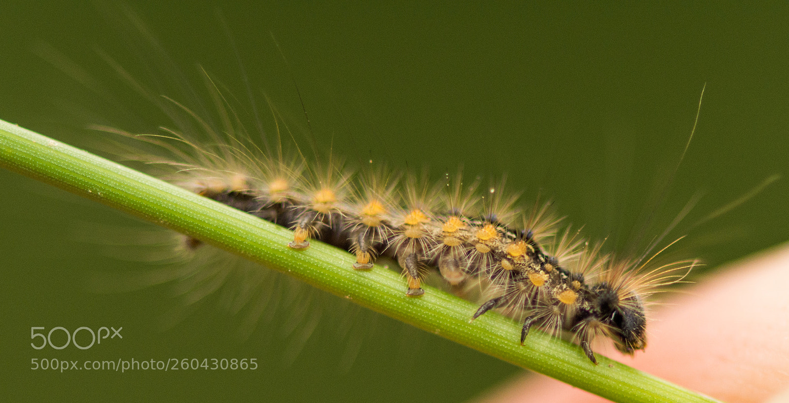 Nikon D7200 sample photo. Caterpillar photography