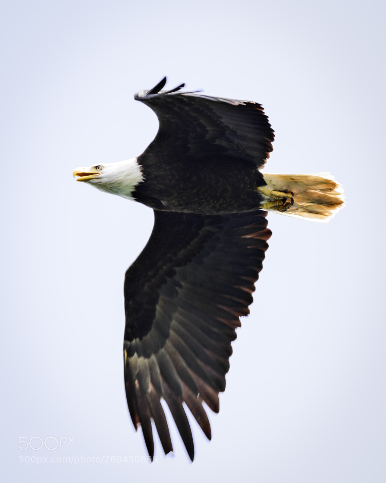 Nikon D800 sample photo. Eagle on the wing photography