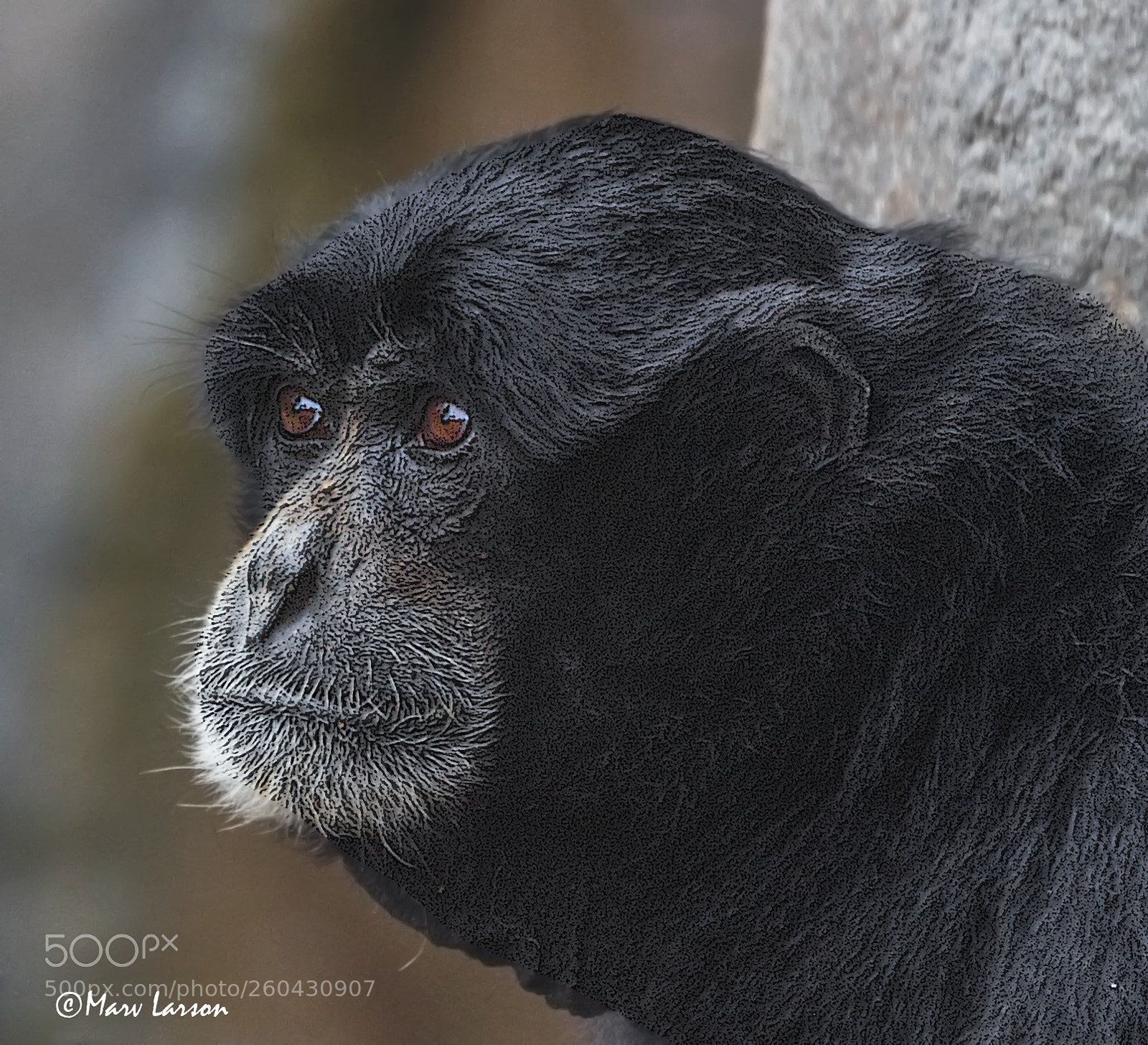Canon EOS 7D Mark II sample photo. Untitled photography