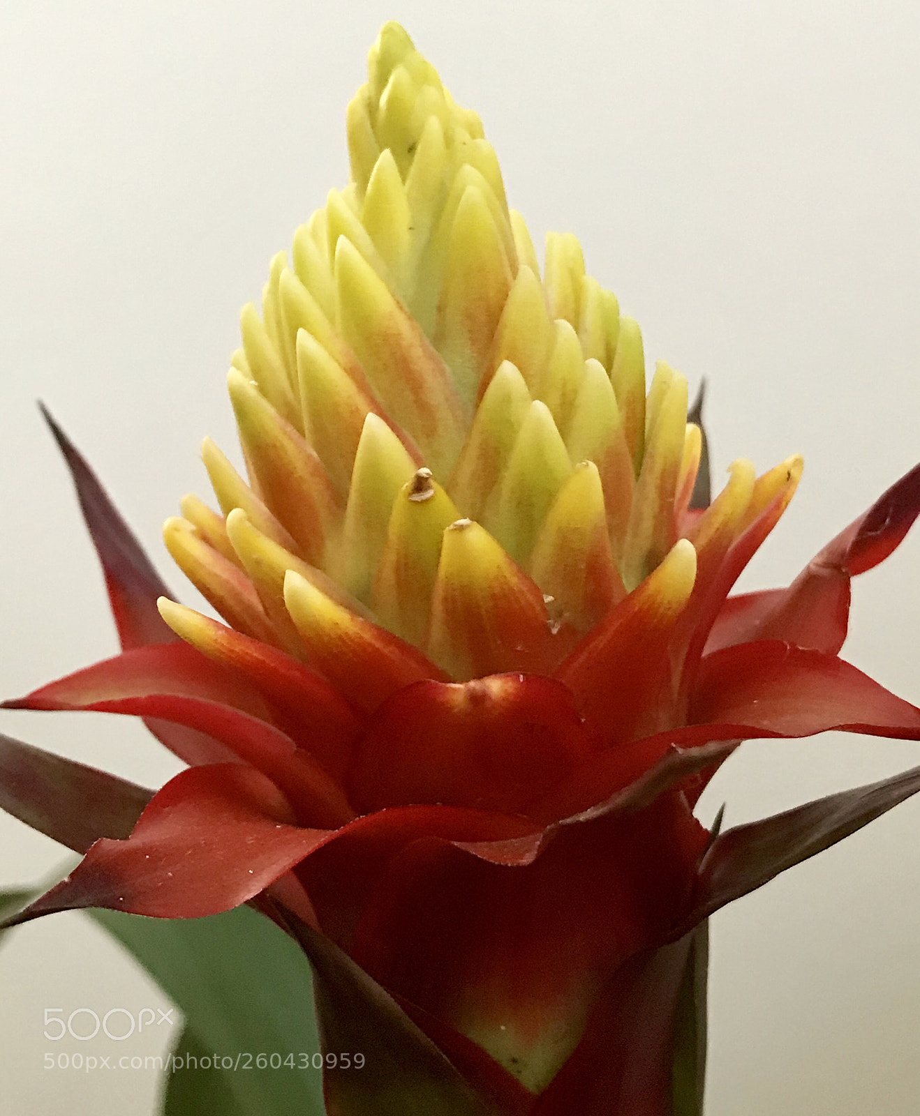 Apple iPhone 7 sample photo. Side bromelia flower photography