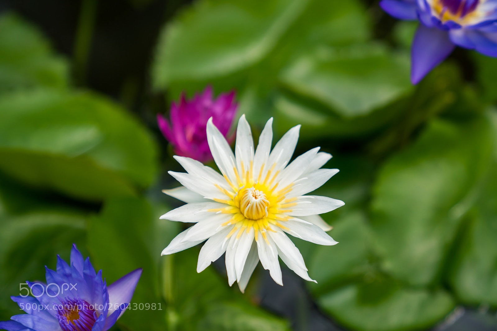 Sony a7R III sample photo. Lily star photography
