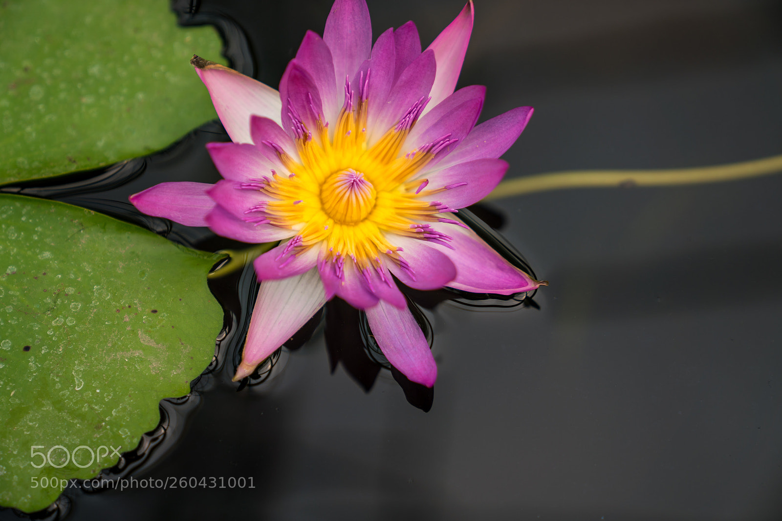 Sony a7R III sample photo. Water lily photography