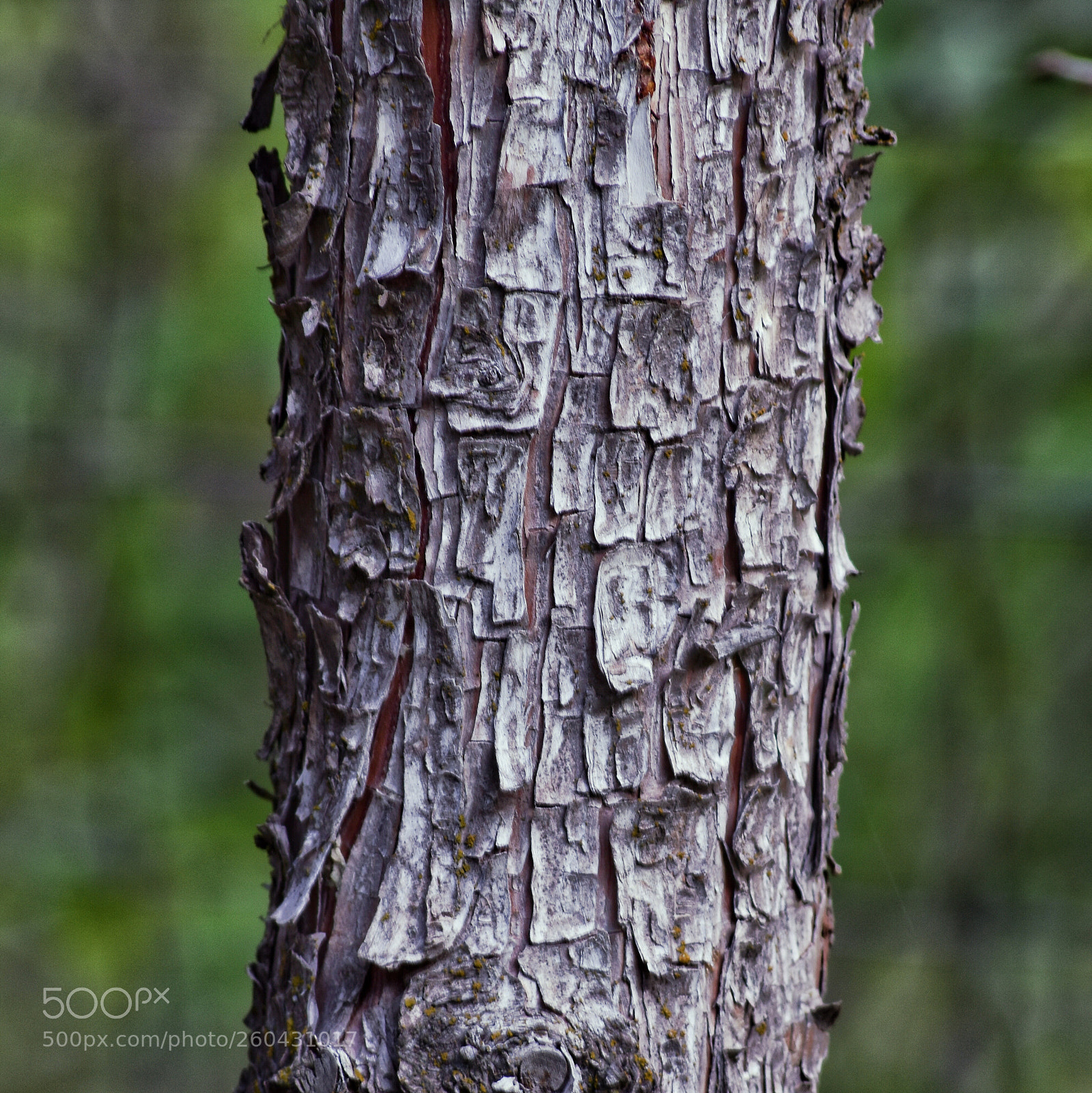Nikon D7200 sample photo. Texture photography