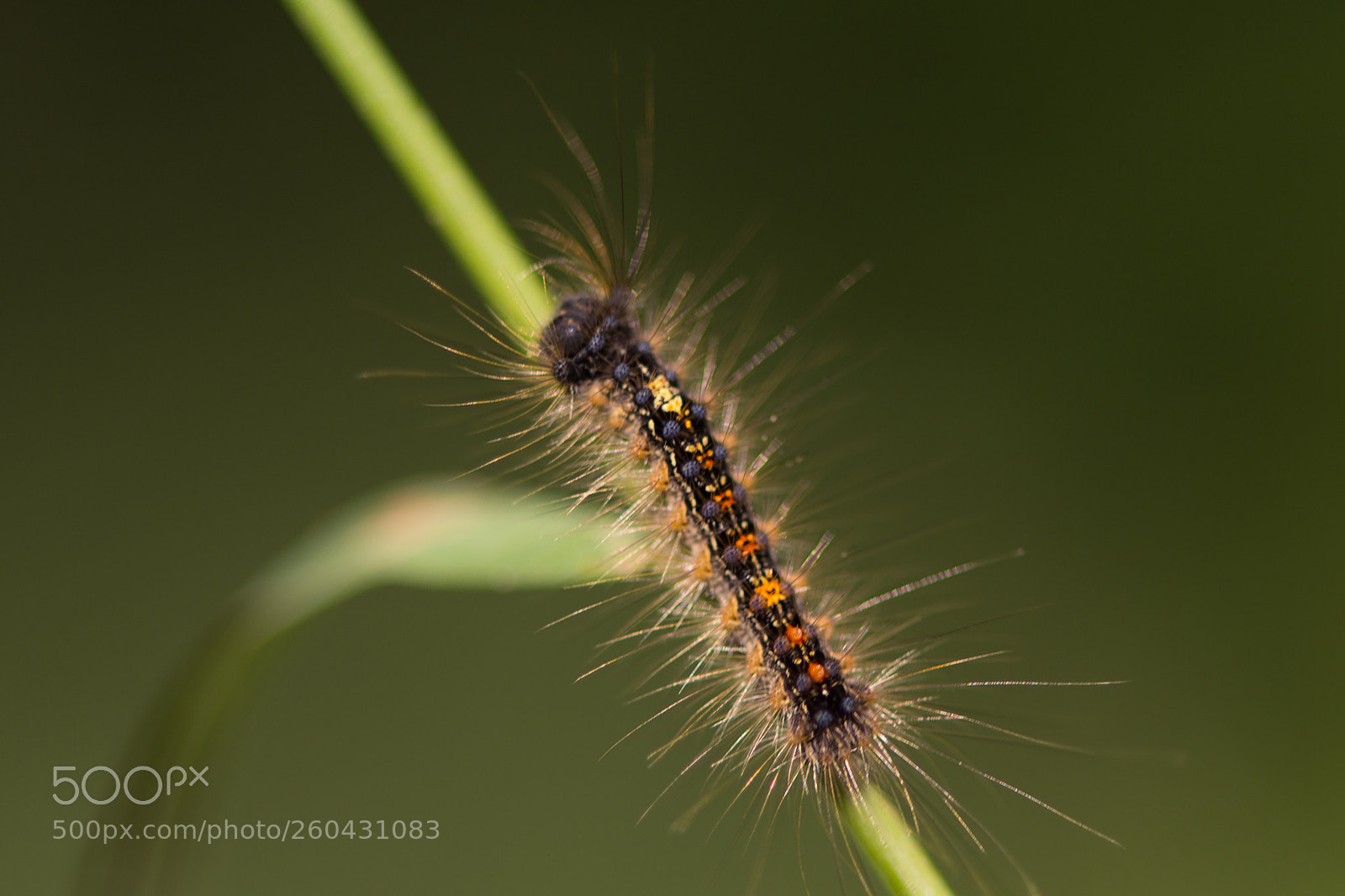 Nikon D7200 sample photo. Caterpillar ii photography