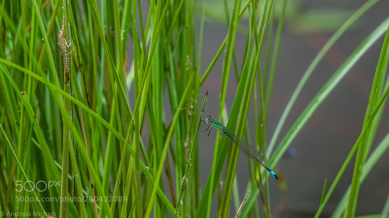 Nikon D850 sample photo. Im gartenteich. photography
