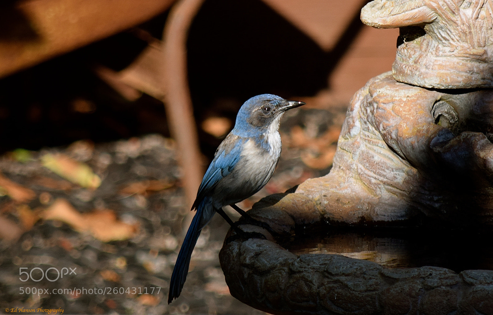 Nikon D3300 sample photo. Stopping for a drink photography