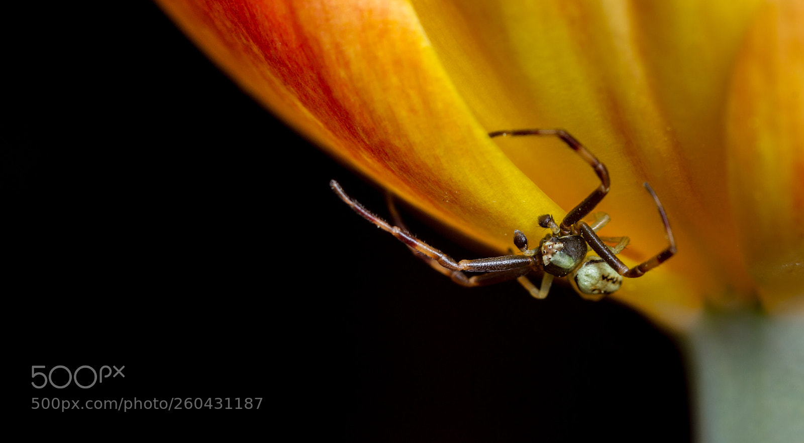 Canon EOS 7D sample photo. Misumena vatia male photography