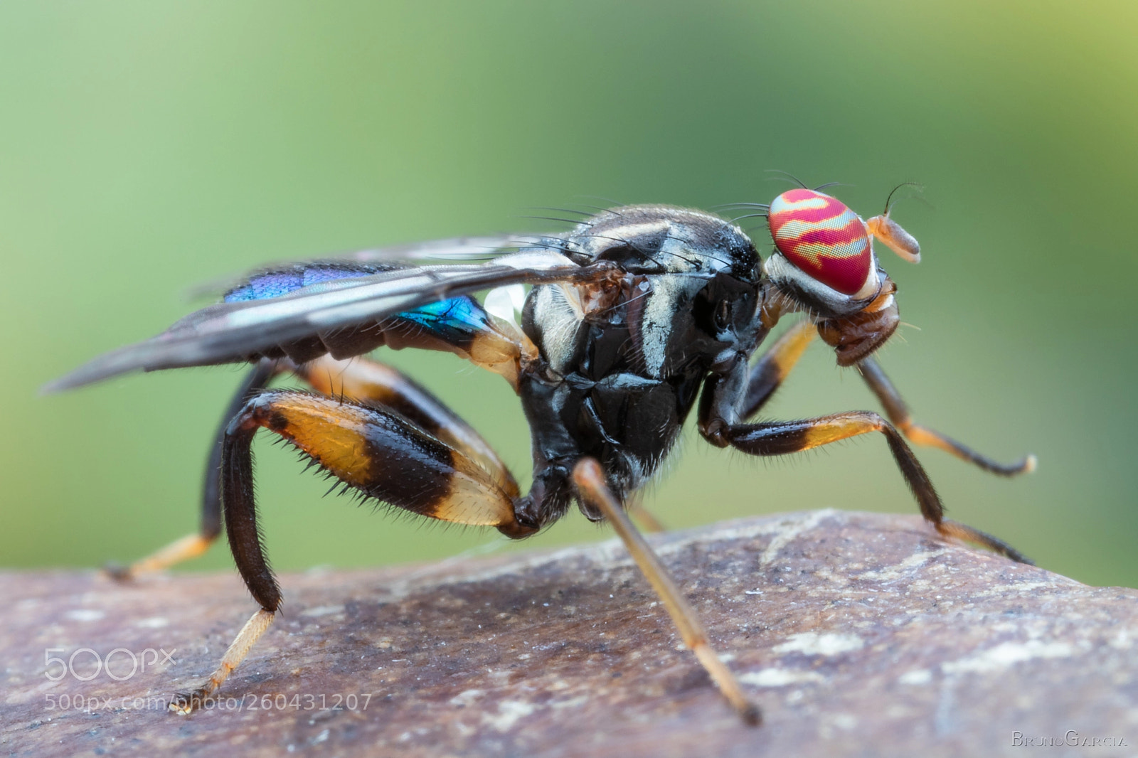 Canon EOS 80D sample photo. Richardia sp. photography