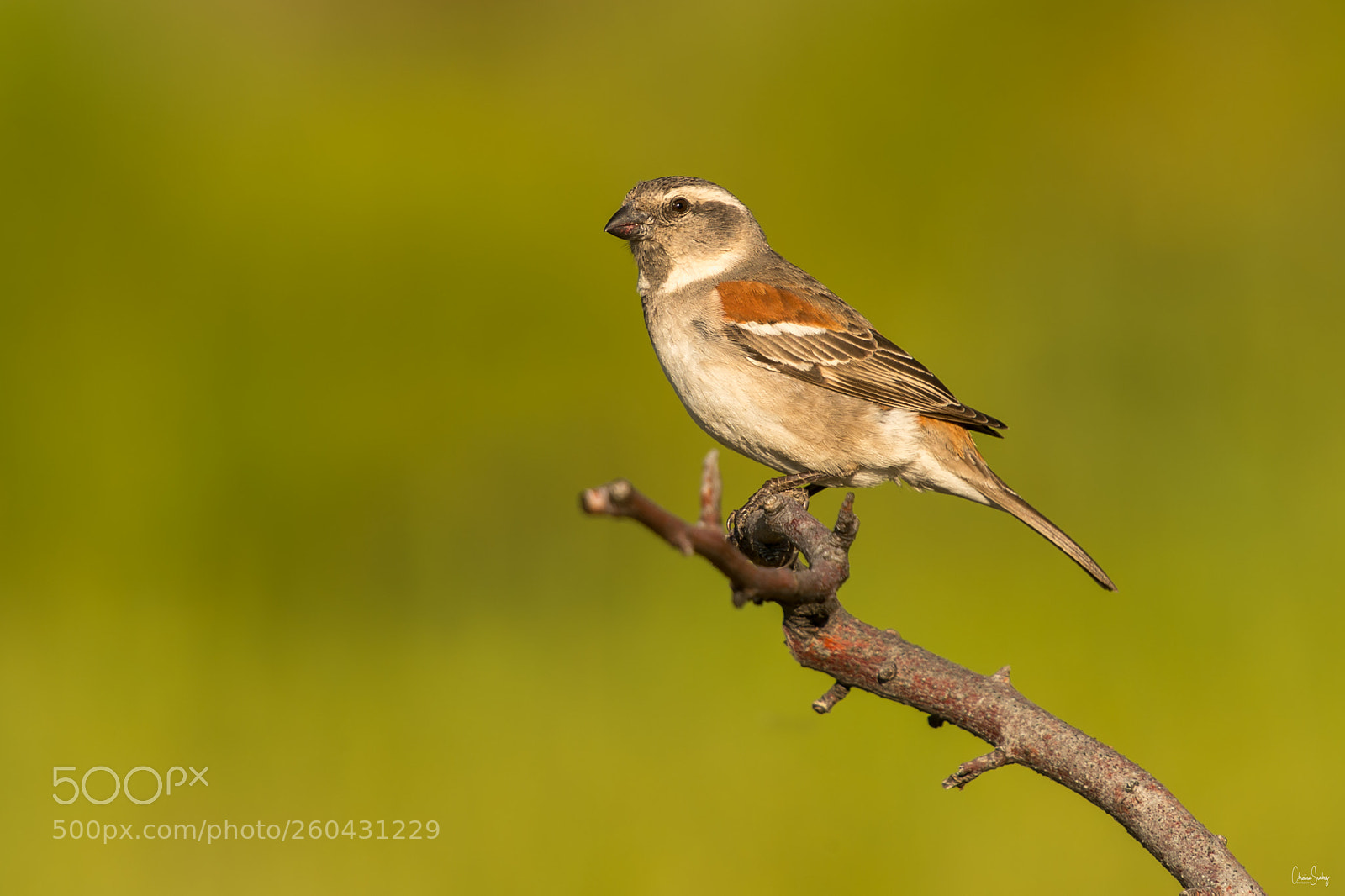 Nikon D4 sample photo. Cape sparrow  ) photography
