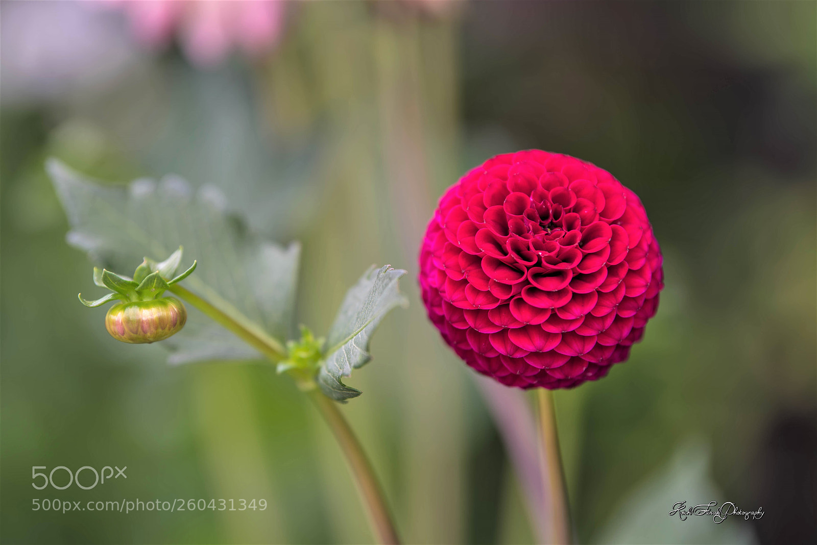 Nikon D810 sample photo. Dahlia bloomed beautifully photography