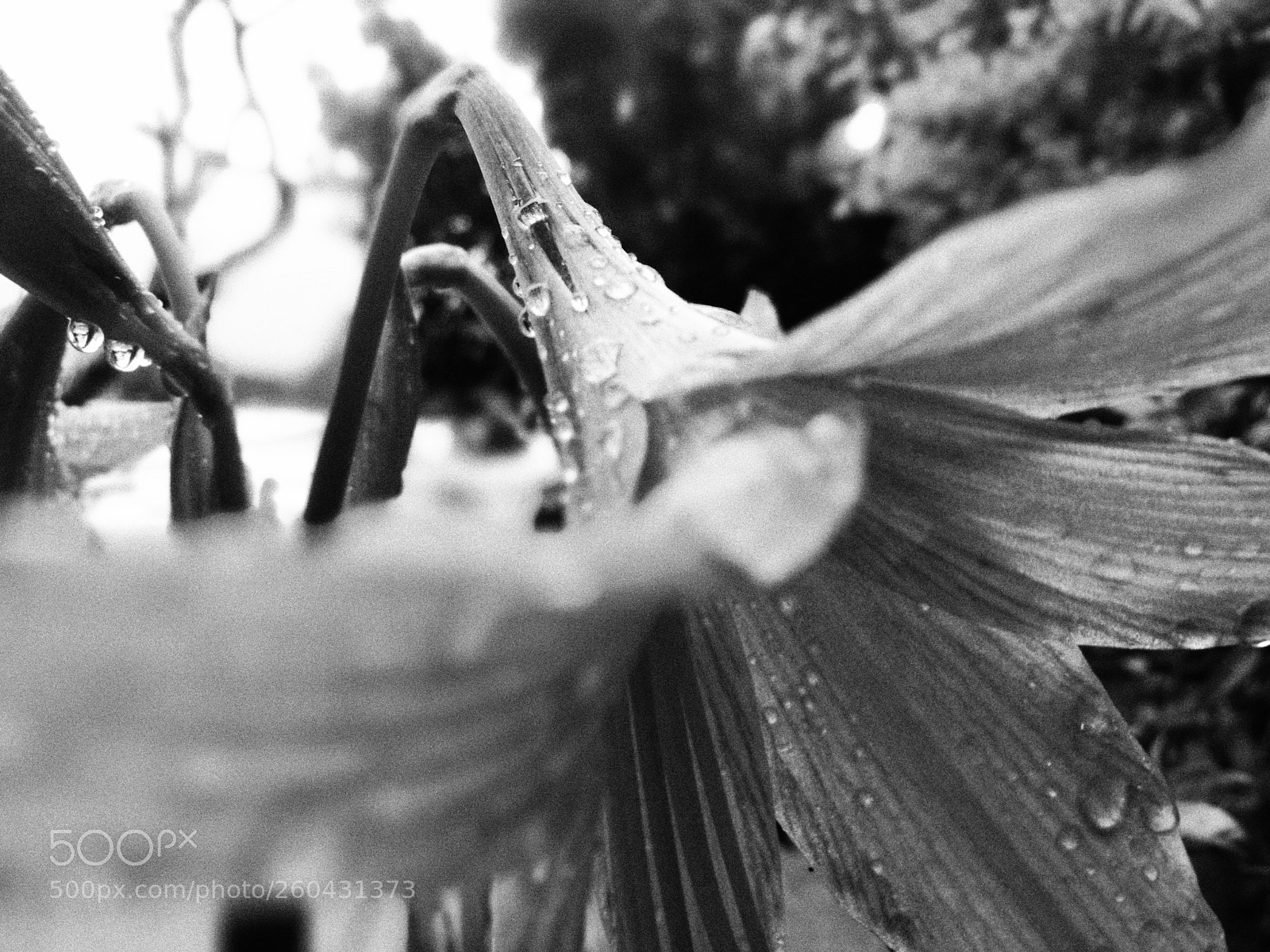 HUAWEI P9 sample photo. | after the rain | photography