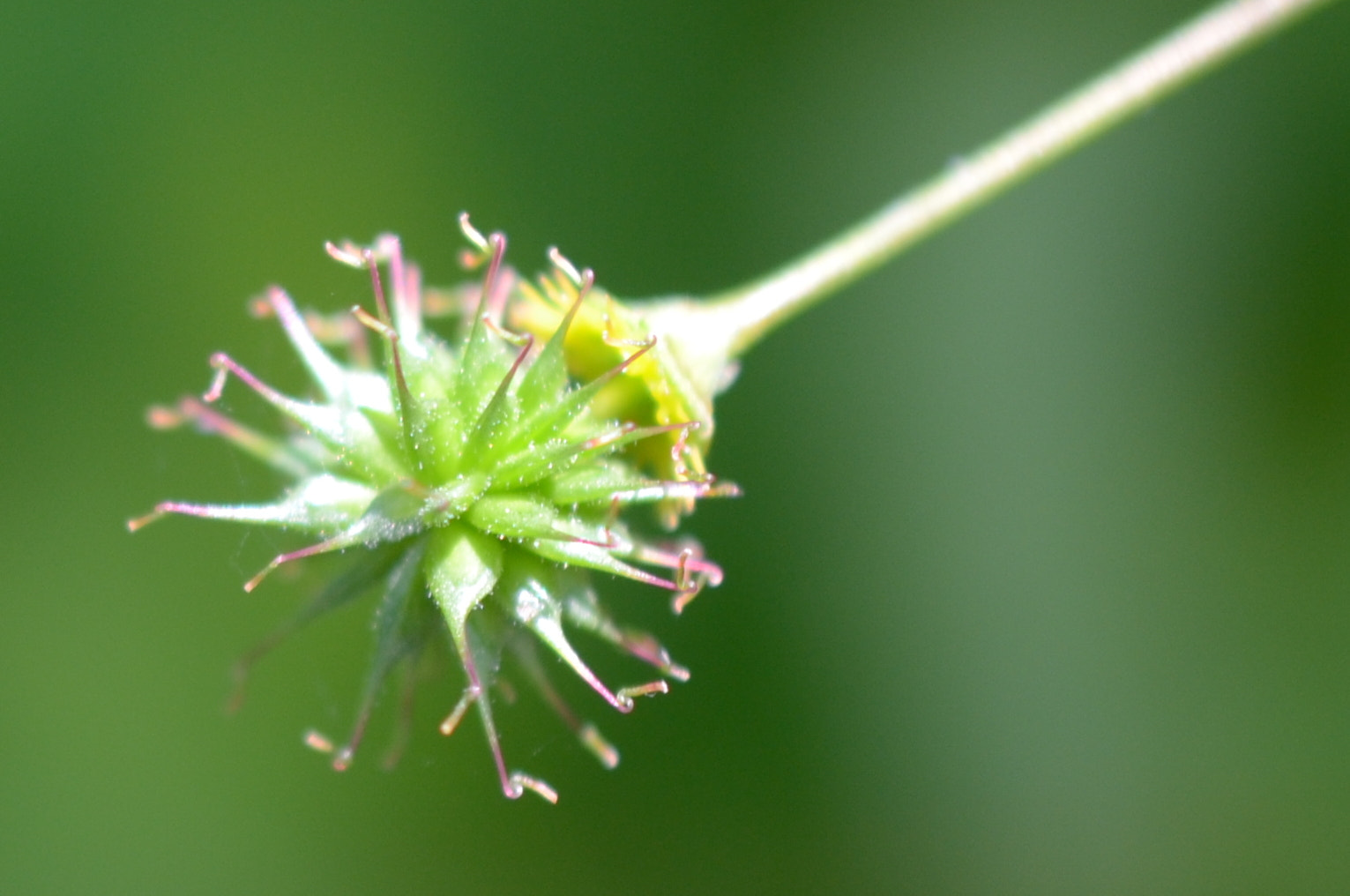 Nikon AF-S DX Micro Nikkor 40mm F2.8 sample photo. Flower comet photography