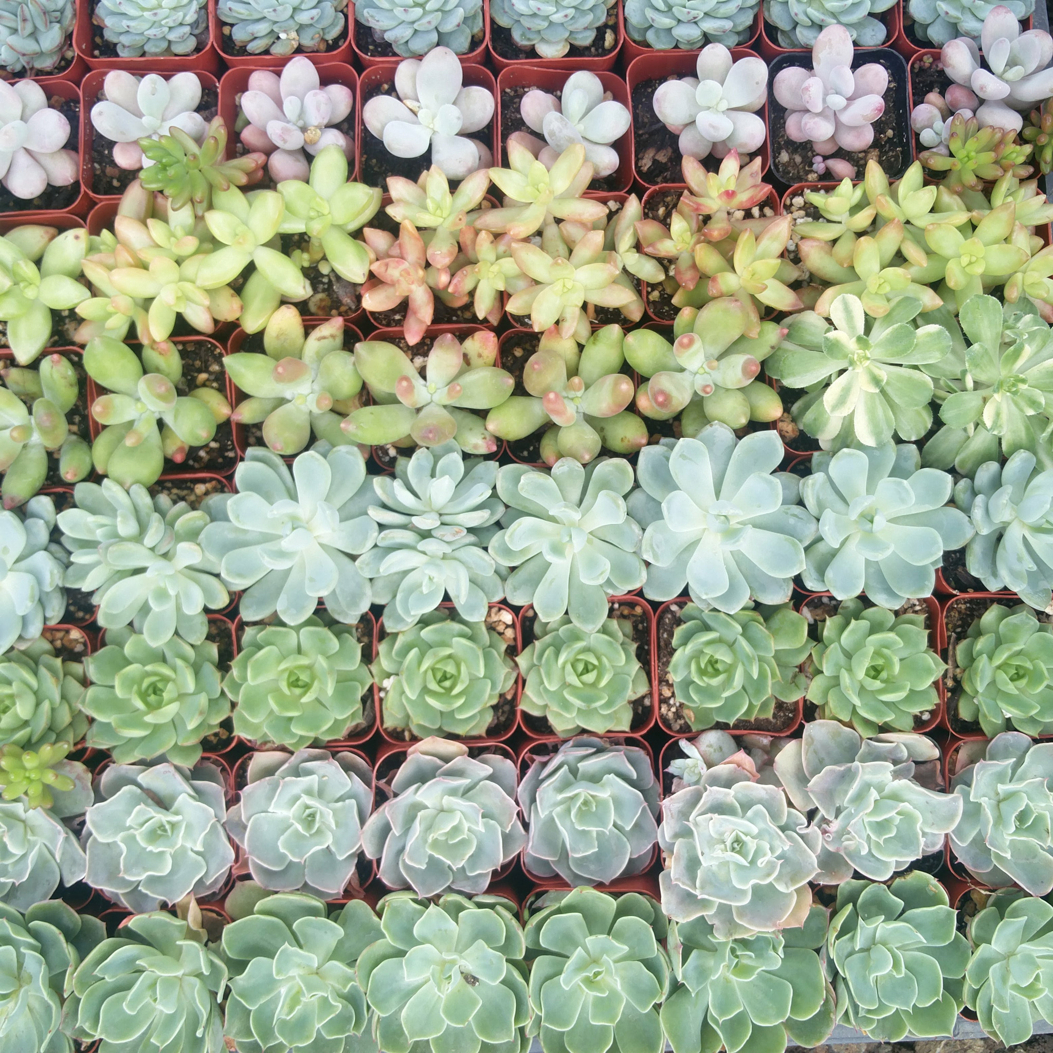 OnePlus ONE A2005 sample photo. Succulent palette photography